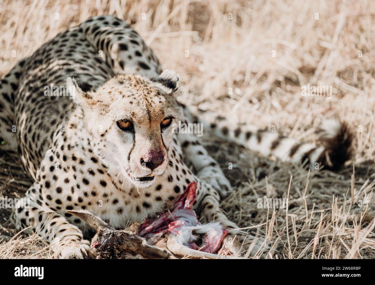 A metà pasto viene catturato un potente ghepardo, che banchina sulle sue prede tra l'erba secca del suo habitat naturale in Kenya Foto Stock