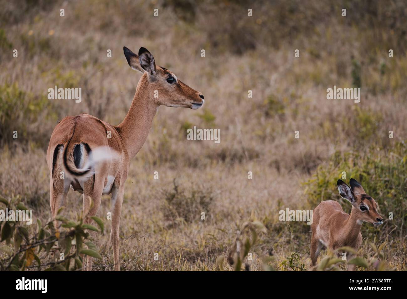 Vista posteriore di una gazzella madre e del suo giovane pascolano nel Bush. La madre è vigile e vigile, mentre la sua progenie, con le sue caratteristiche delicate Foto Stock