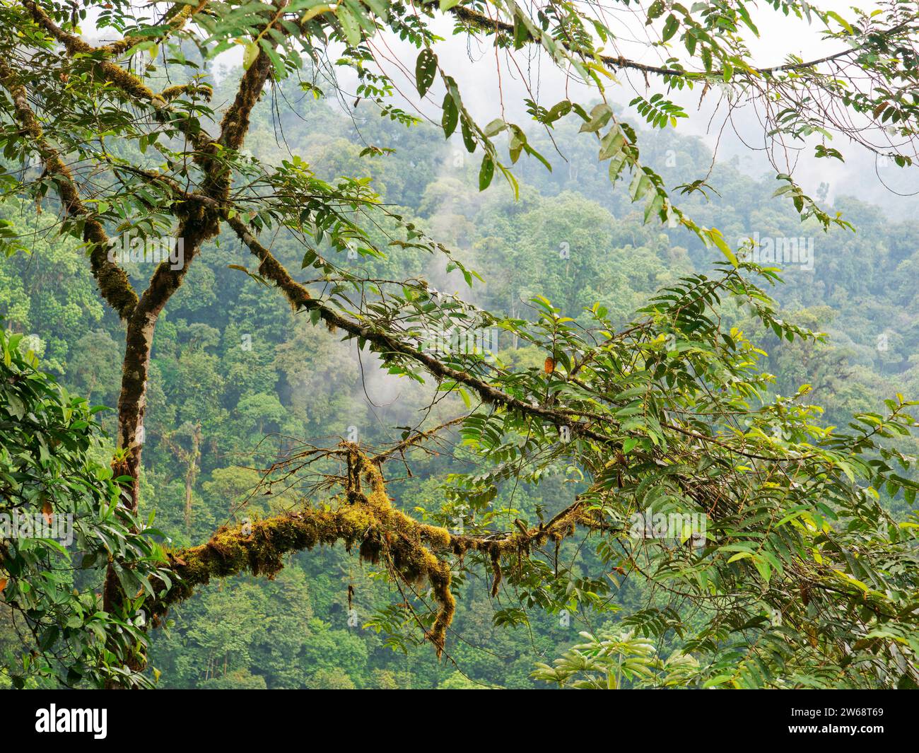 Cloud Forest Ecuador LA009613 Foto Stock