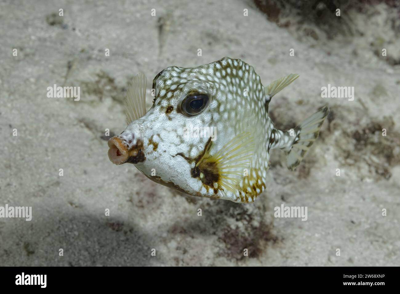 Un boxfish avvistato solitario si libra sopra il fondale sabbioso, mostrando il suo modello unico. Foto Stock
