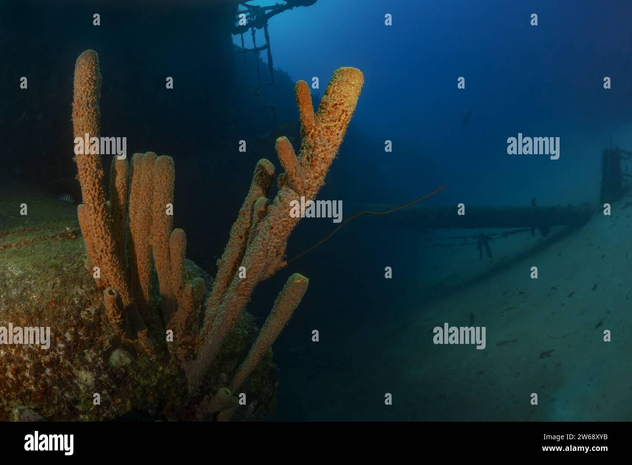 Un'inquietante vista subacquea con una formazione corallina in primo piano con un fantasma relitto che incombe nelle torbide profondità alle spalle. Foto Stock