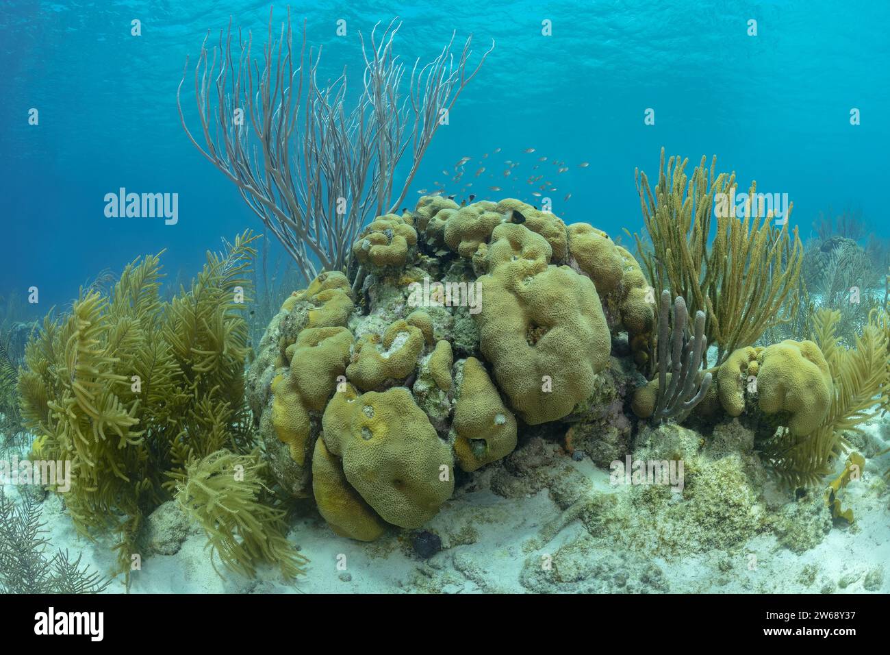 Un variegato paesaggio sottomarino caratterizzato da vivaci formazioni coralline e alghe marine, che mostrano la bellezza della vita oceanica. Foto Stock