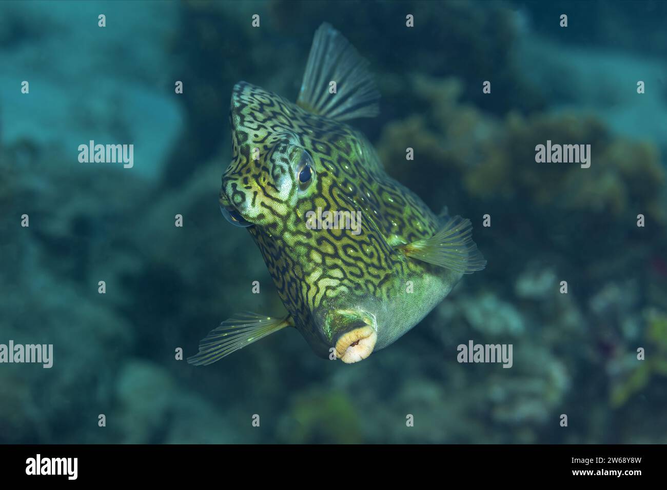 Un vivace cowfish si staglia tra le barriere coralline, mostrando il suo aspetto unico con corna. Foto Stock