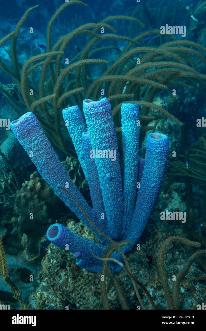 Una splendida spugna blu si distingue tra altre piante marine su una barriera corallina. Foto Stock