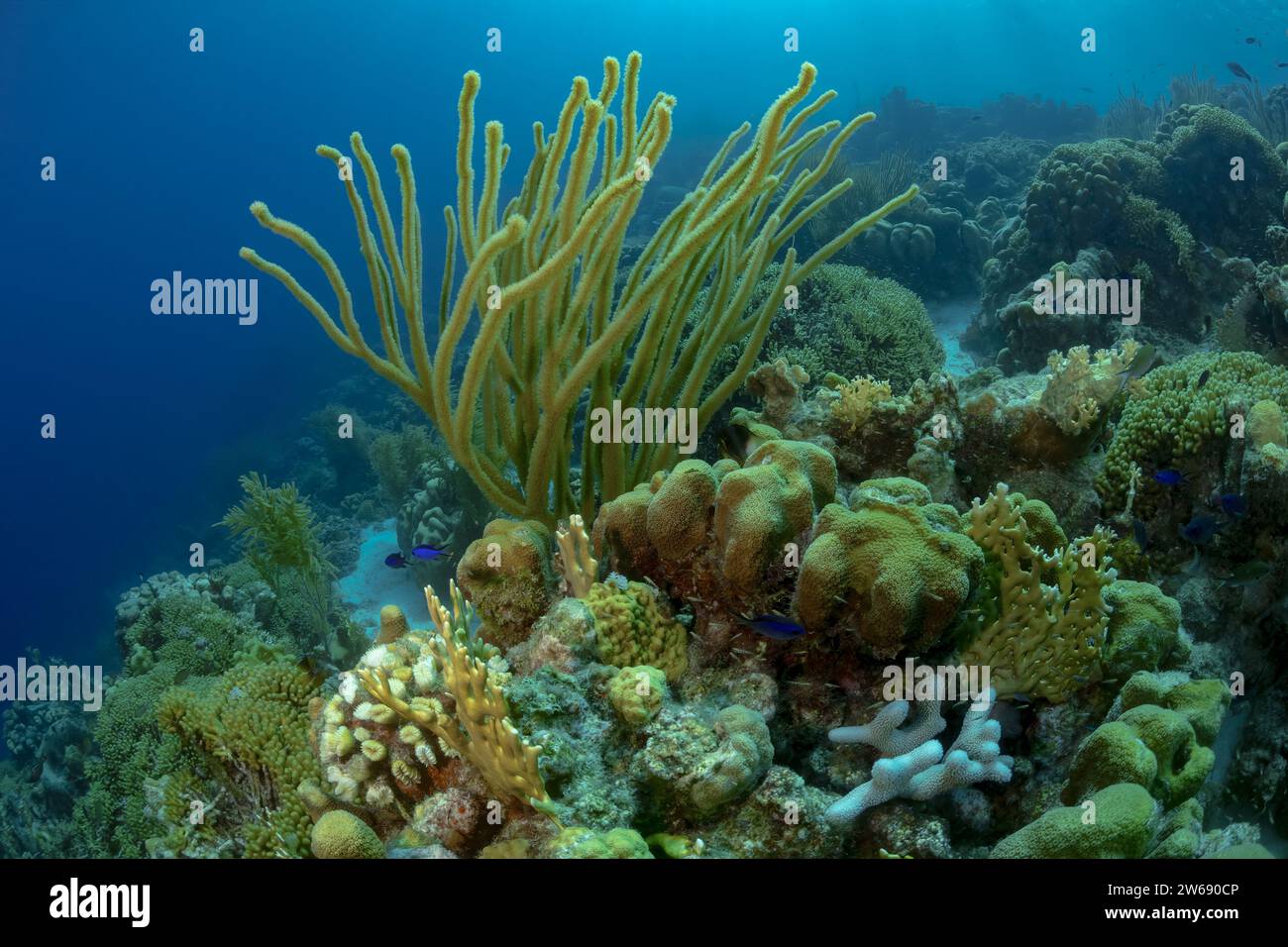 Un colorato e fiorente ecosistema sottomarino della barriera corallina, animato da diverse forme di vita marina e specie di corallo. Foto Stock