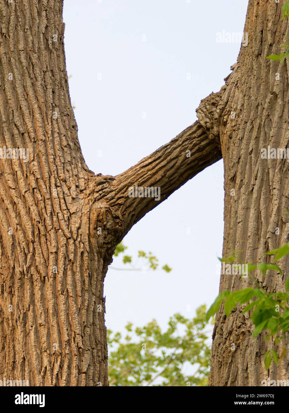 Alberi di Cottonwood orientali - Uniti da un ramo - inosculation Populus deltoides Magee Marsh, Ohio, USA PL002389 Foto Stock