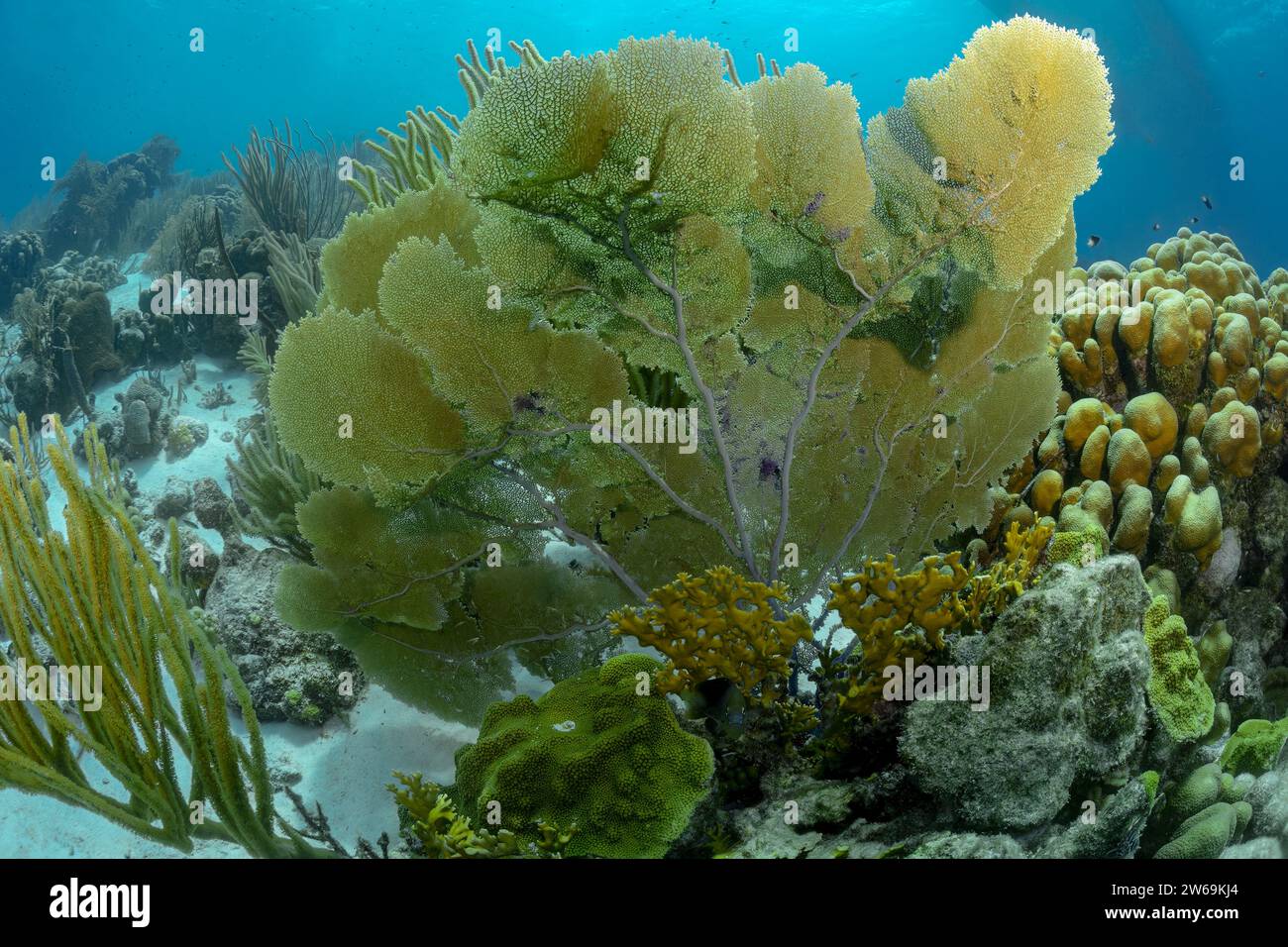 Una vivace scena subacquea con un grande ventilatore di mare in mezzo a un fiorente ecosistema della barriera corallina. Foto Stock