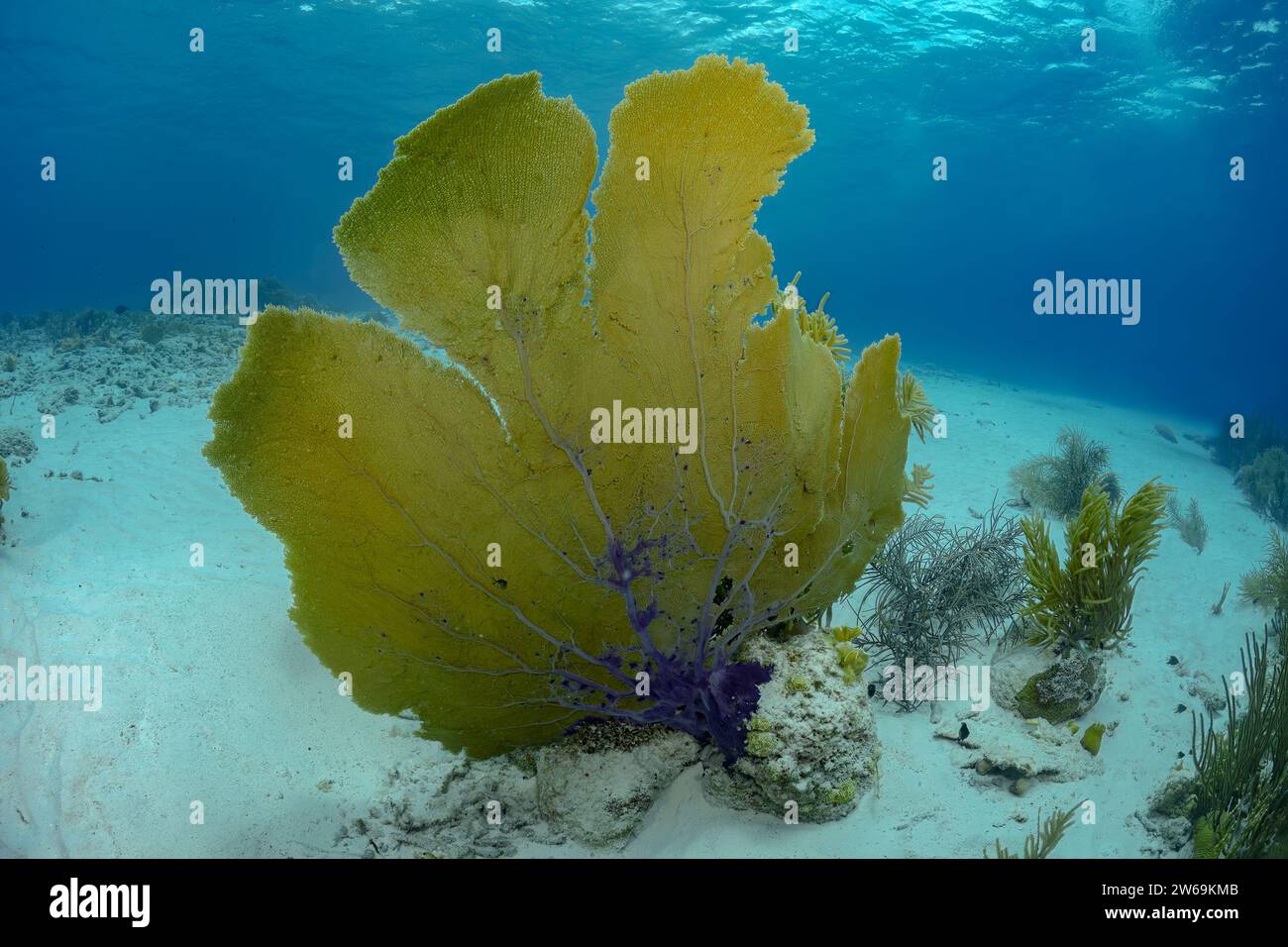 Uno splendido corallo giallo per ventilatori di mare si staglia contro le limpide acque blu del suo ambiente sottomarino, con fondo sabbioso dell'oceano sullo sfondo. Foto Stock