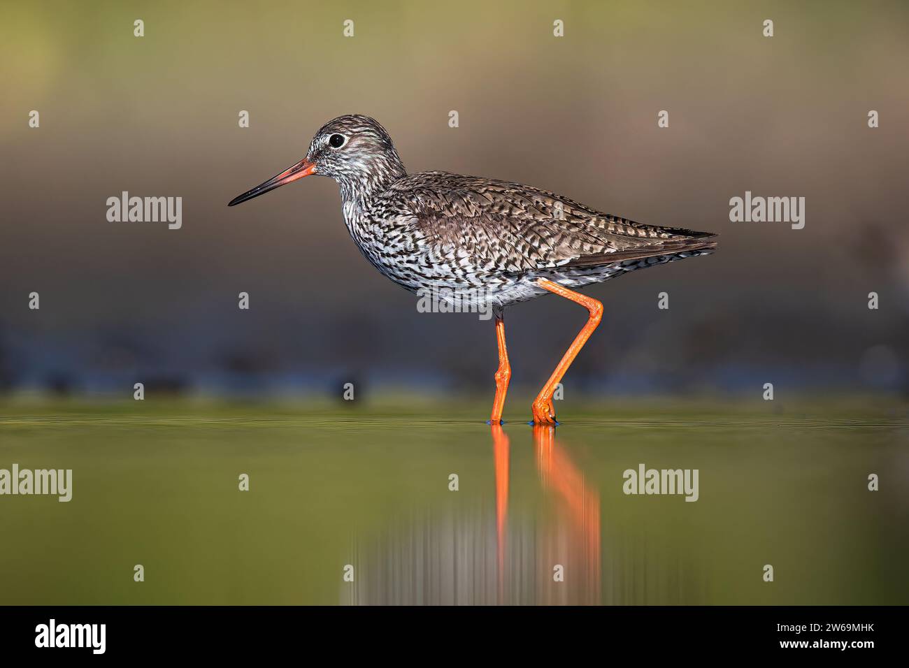 Un uccello rosso che si gusta, con piumaggio a motivi geometrici e vivaci zampe arancioni, passa delicatamente attraverso le calme acque delle zone umide di Ciudad Real a dus Foto Stock