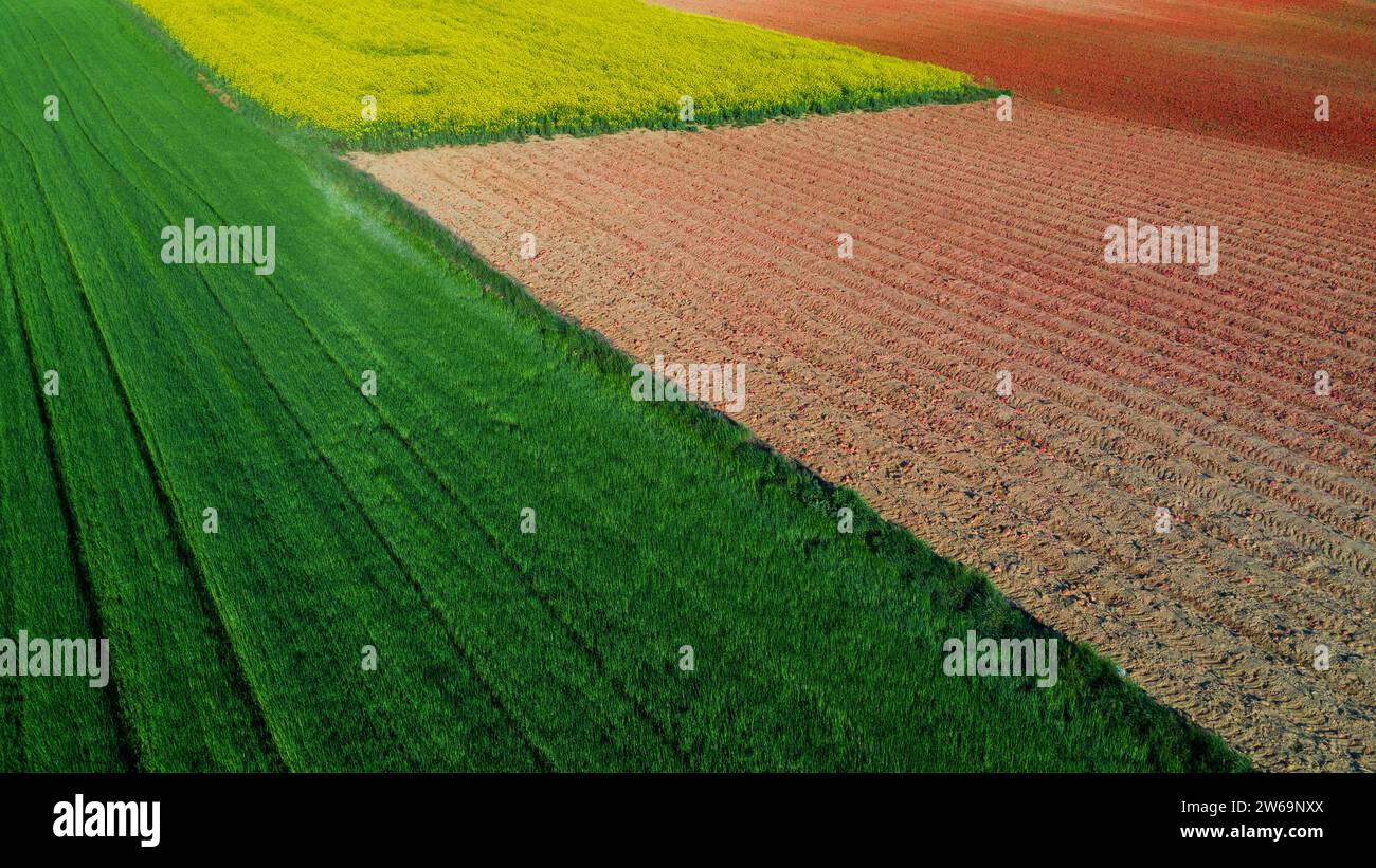 Vista aerea dei campi agricoli verdi e gialli divisi in modo ordinato da una linea retta, con un campo marrone ricco di texture sullo sfondo Foto Stock