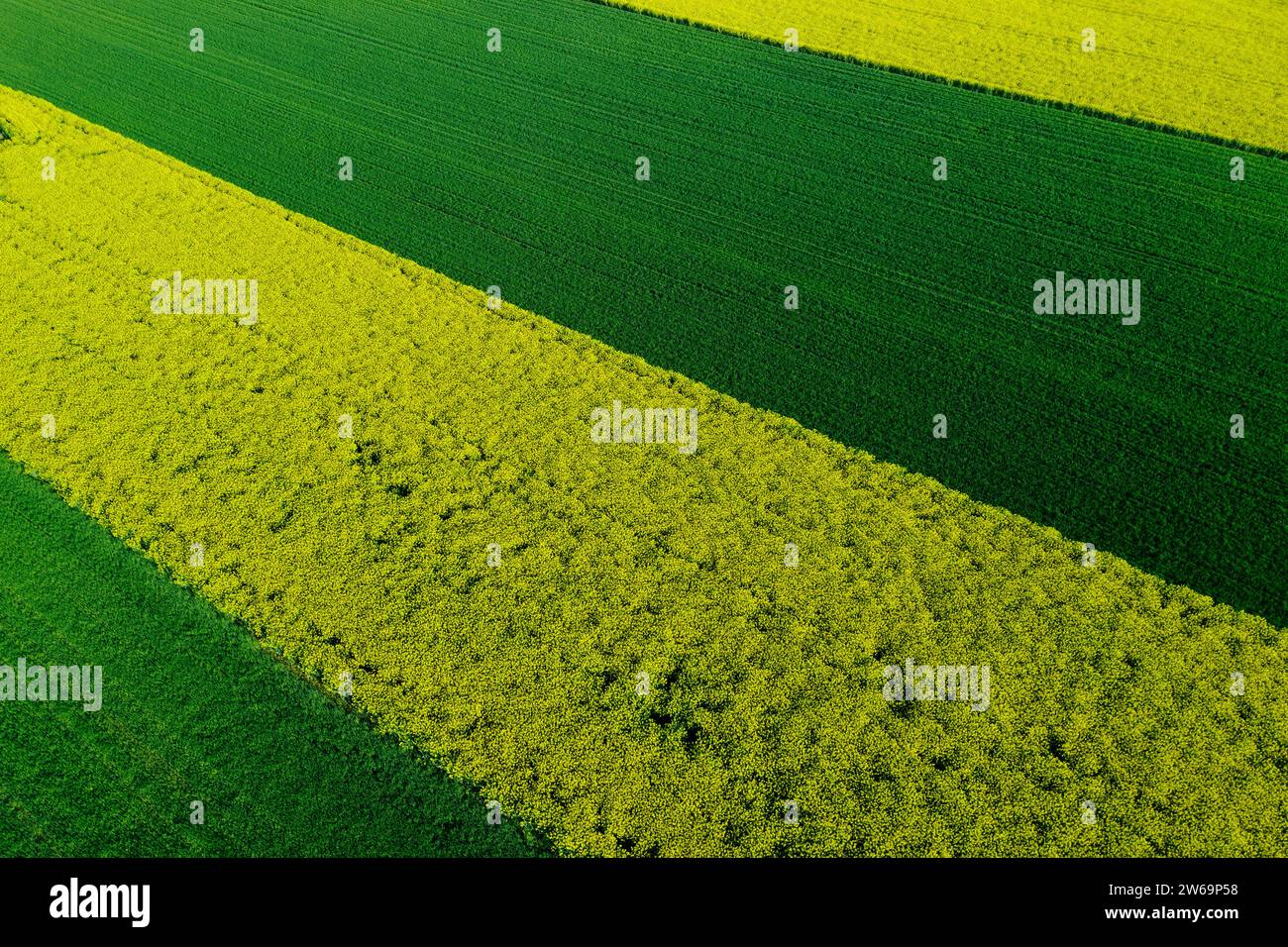 I suggestivi motivi geometrici di campi coltivati verdi e gialli creano un affascinante mosaico agricolo sotto un vasto cielo blu Foto Stock