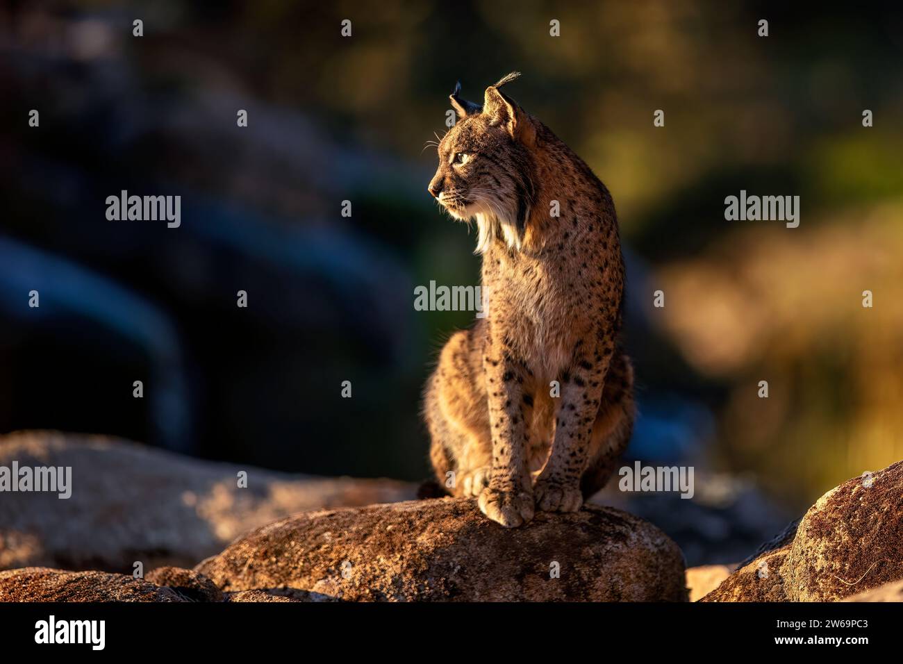 Lince iberica seduto in cima a una roccia illuminata dal sole con uno sfondo naturale sfocato al crepuscolo Foto Stock