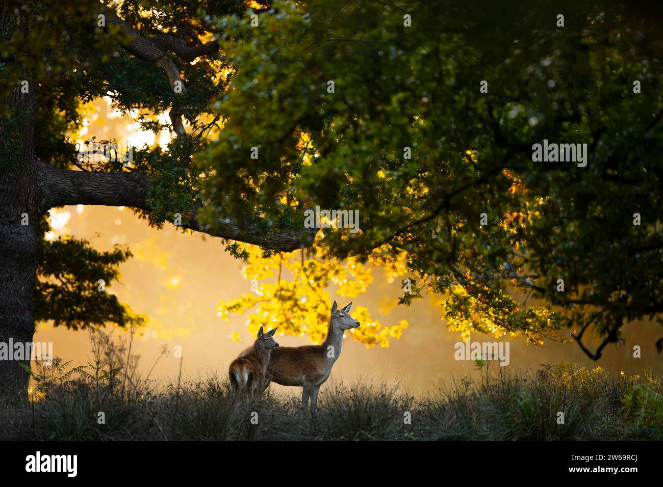 Cervi incorniciati dalla silhouette di un albero contro il soffice bagliore dorato di una serata autunnale nel Regno Unito Foto Stock