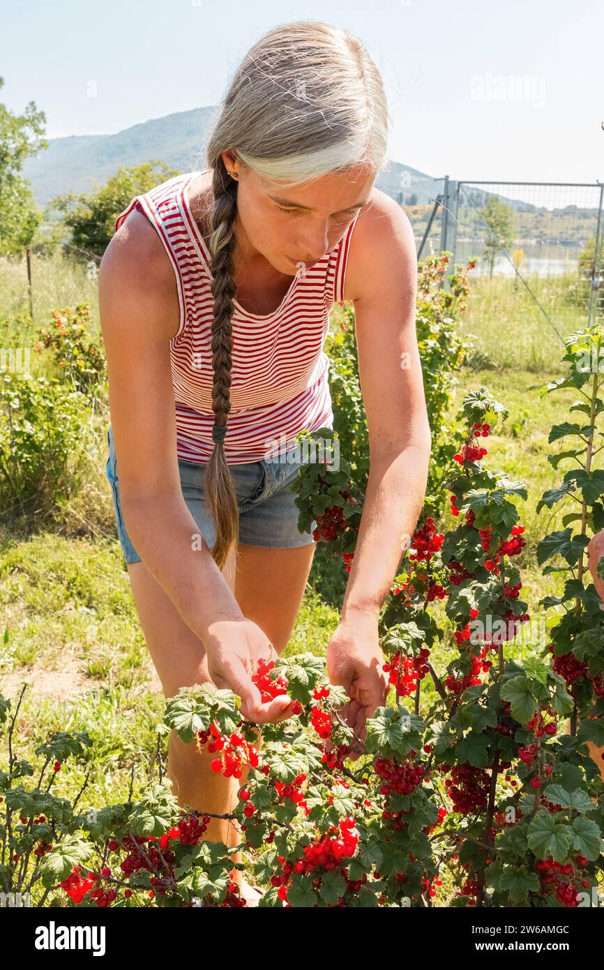 Contadina vestita di casuali e con i capelli grigi che raccolgono ribes rosso maturi dalla pianta durante la raccolta in fattoria biologica durante le giornate di sole Foto Stock