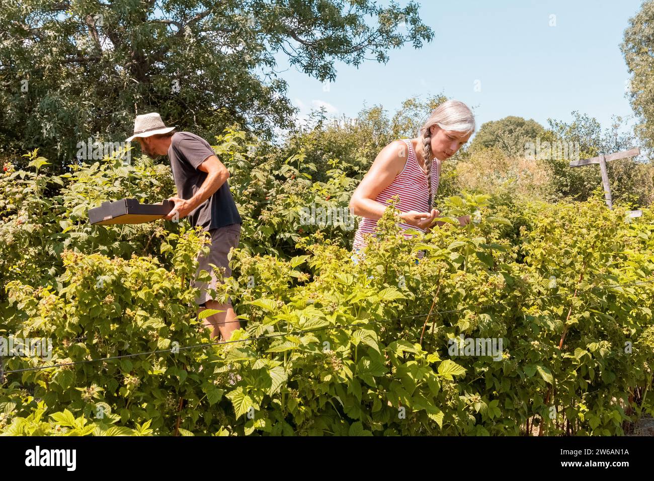 Lavoratori agricoli maturi vestiti con casuali che raccolgono bacche mature fresche da piante lussureggianti mentre raccolgono frutta in un'azienda agricola biologica nelle giornate di sole Foto Stock