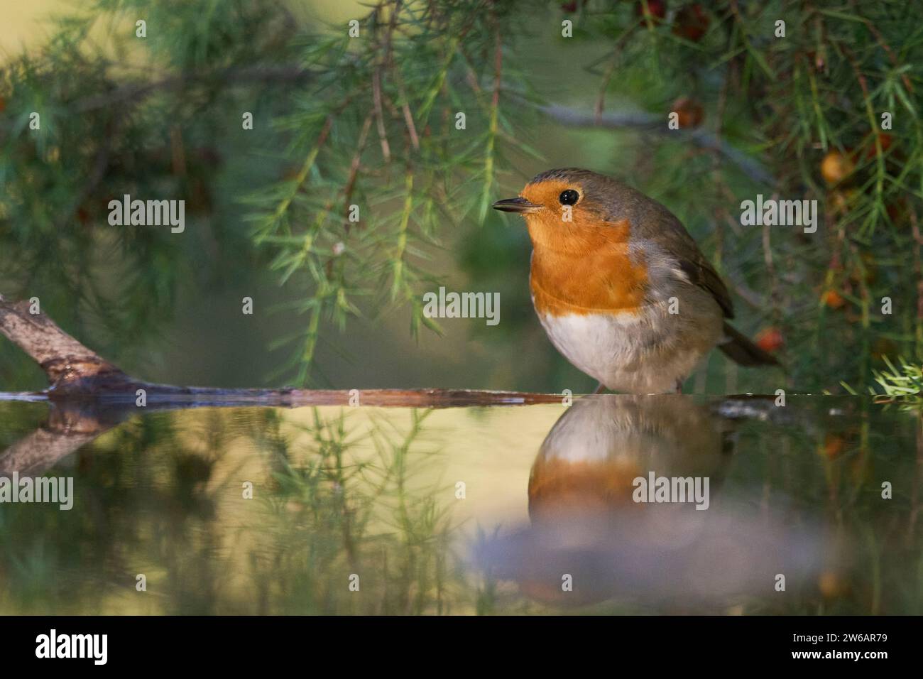 Un tranquillo robin europeo si staglia sull'acqua morta, la sua immagine si riflette in mezzo a una lussureggiante vegetazione verde Foto Stock