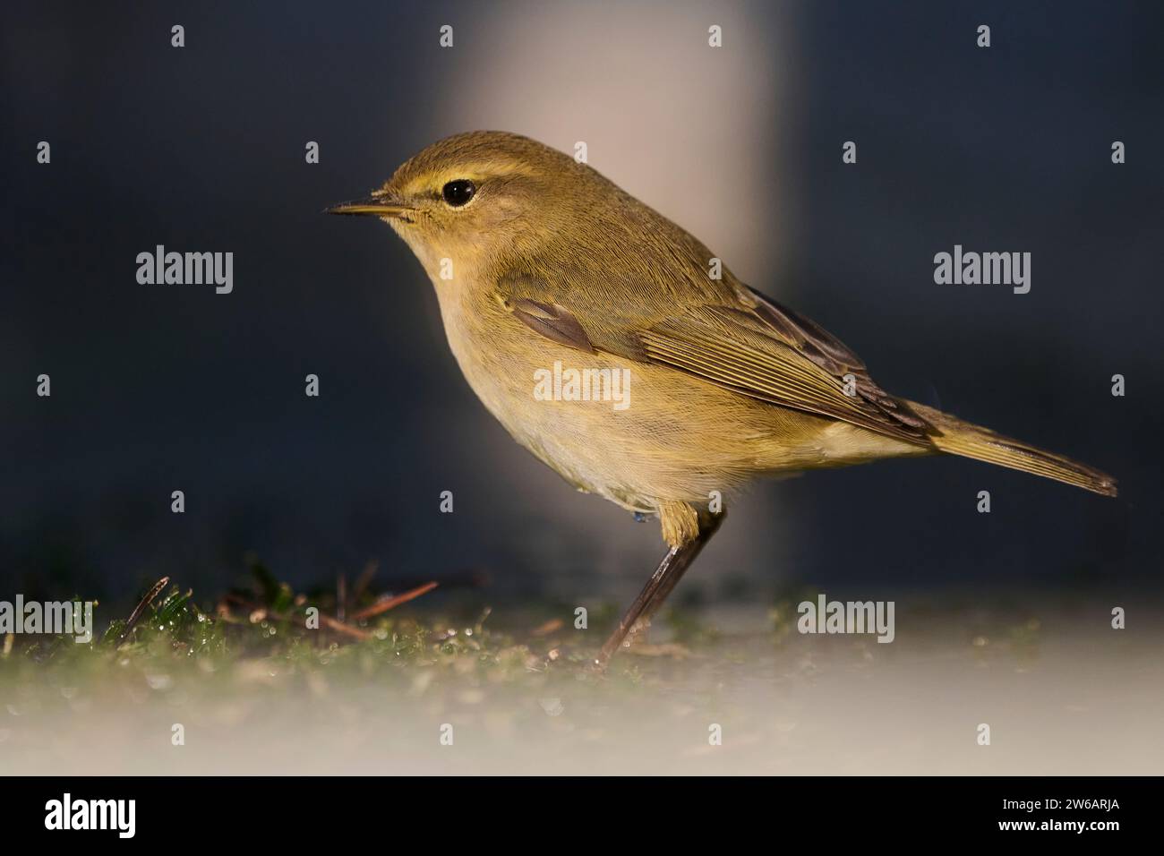 Al crepuscolo viene catturato un comune uccello chiffchaff, arroccato sul terreno con uno sfondo morbido che ne migliora le caratteristiche delicate Foto Stock