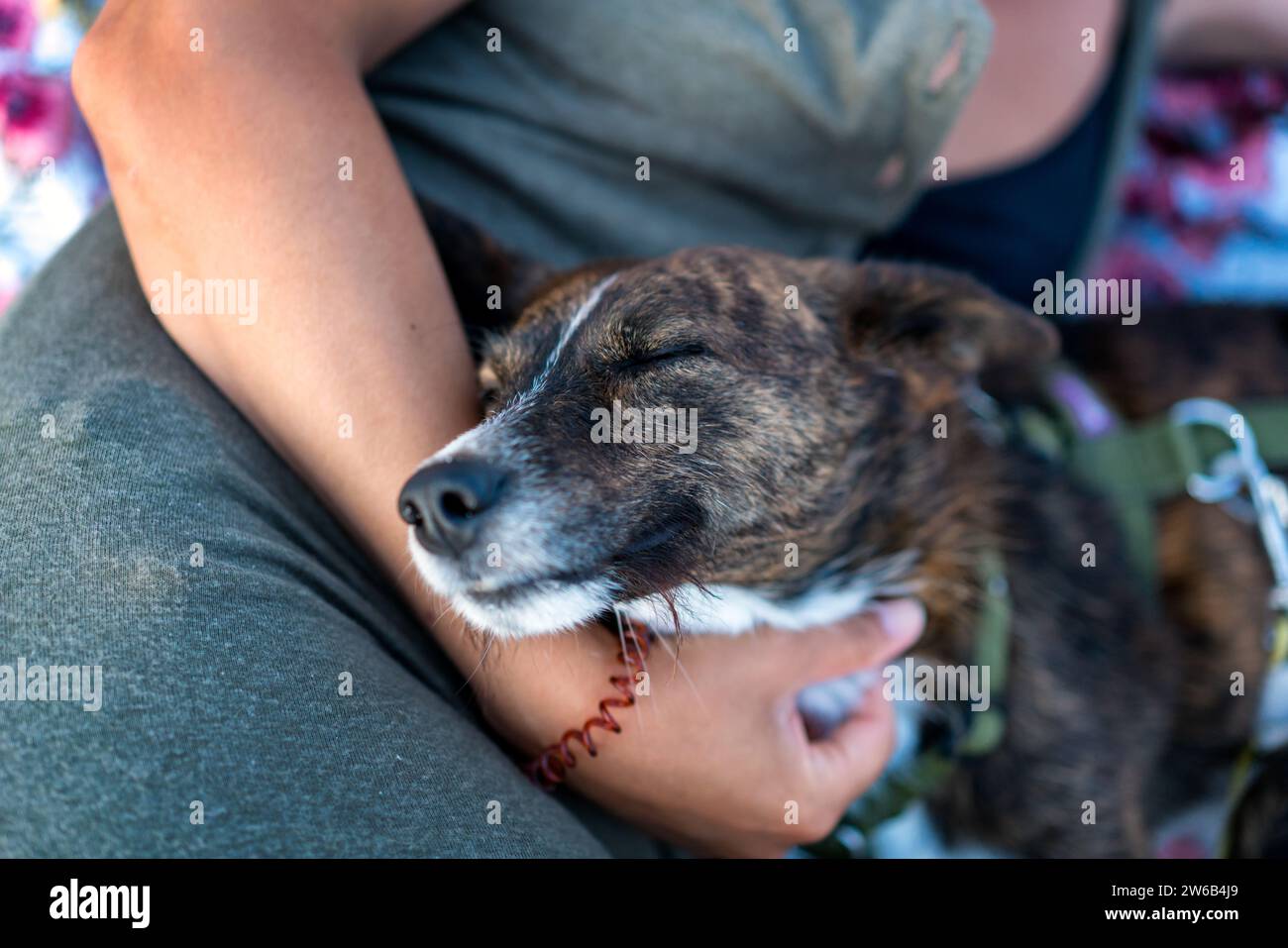 Un raccolto di anonime donne vestite di casuali adorabile cane che dorme a portata di mano mentre si rilassa in spiaggia durante le vacanze in Sardegna Foto Stock