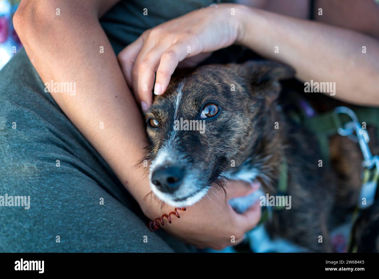 Un'anonima donna vestita di casuali adorabile cane che guarda la macchina fotografica mentre si rilassa in spiaggia durante le vacanze in Sardegna Foto Stock