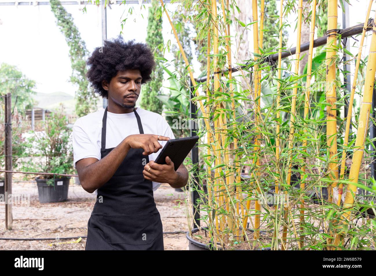 Giovane agronomo afro-americano in grembiule con uso di tavoletta digitale mentre analizzava la pianta nella piantatrice in serra organica Foto Stock
