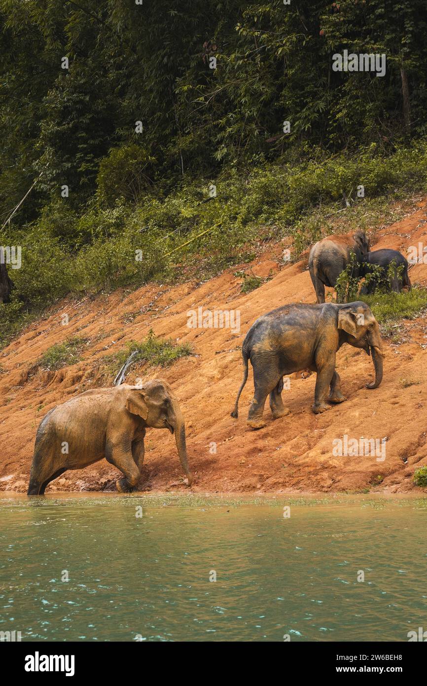 Mandria di elefanti che camminano sulla spiaggia sabbiosa vicino al lago ondulato circondato da lussureggianti boschi esotici in Thailandia Foto Stock