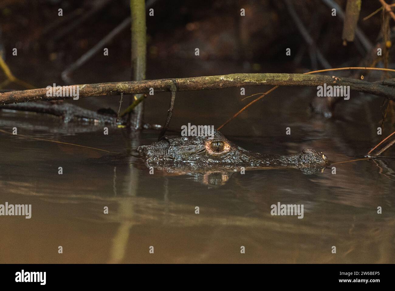 Primo piano dello sguardo minaccioso di un alligatore in agguato nell'acqua torbida, i suoi occhi e il muso che emergono appena sopra la superficie, tra i rami aggrovigliati di Foto Stock