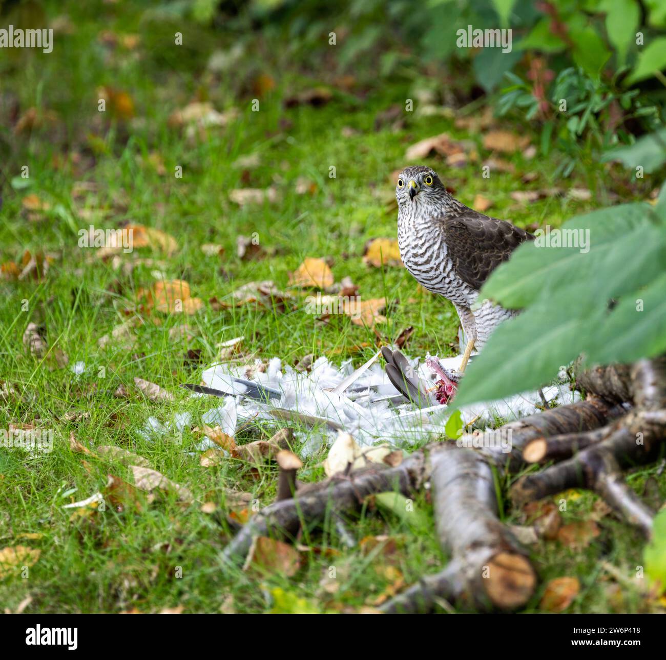 Un uccello di goshawk che mangia la sua preda Foto Stock