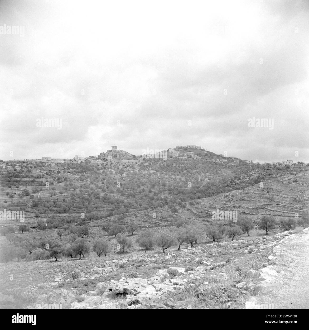 Paesaggio con ulivi vicino a Safita CA. 1950-1955 Foto Stock