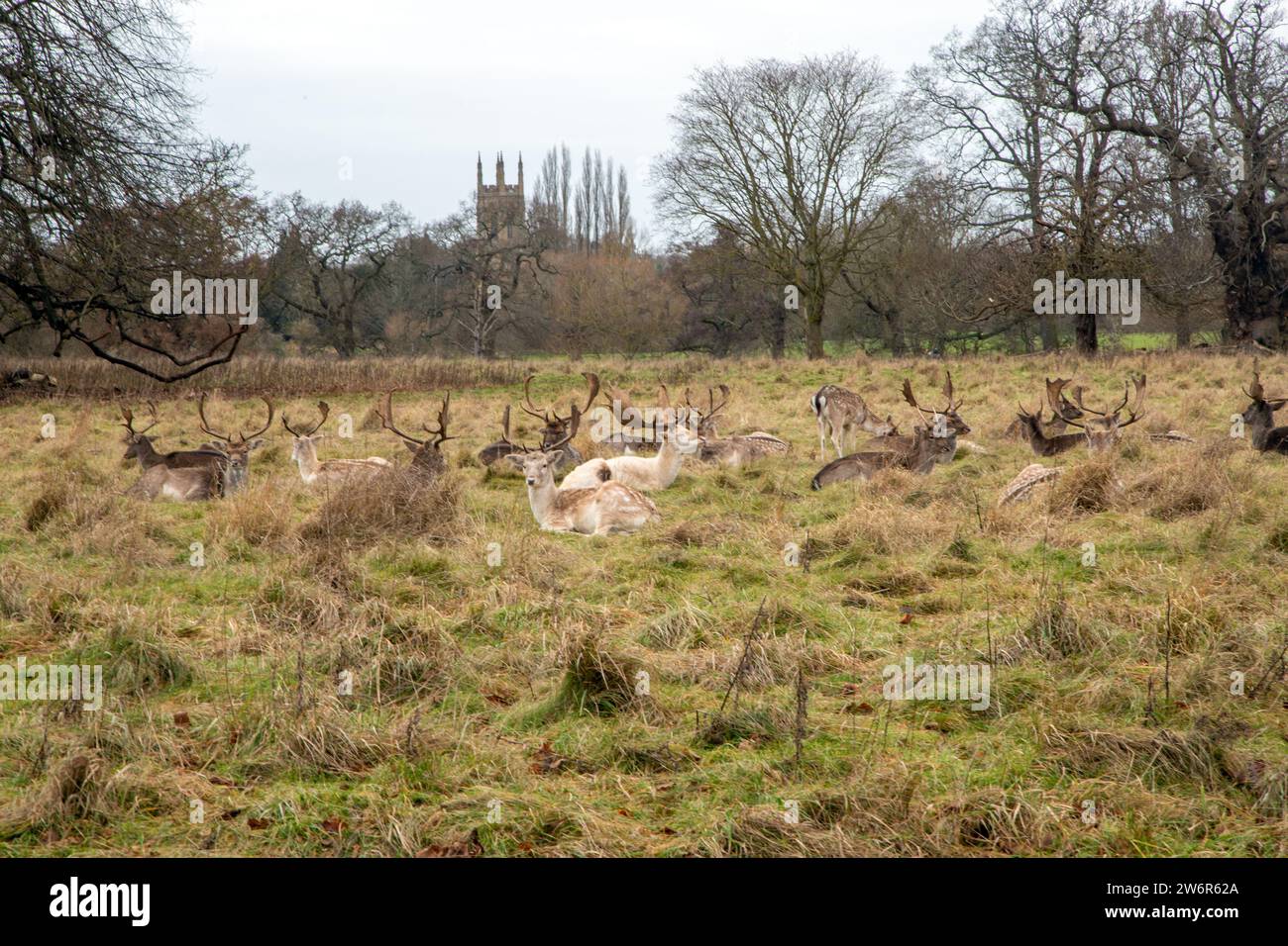 Charlecote Park una grande casa di campagna del XVI secolo, circondata da un proprio parco di cervi con sullo sfondo la Chiesa di Hampon Lucy Foto Stock
