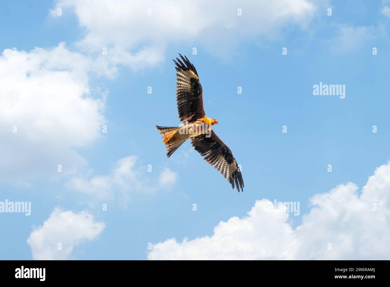 Uccello di preghiera Raptor Red Kite Milvus milvus Foto Stock