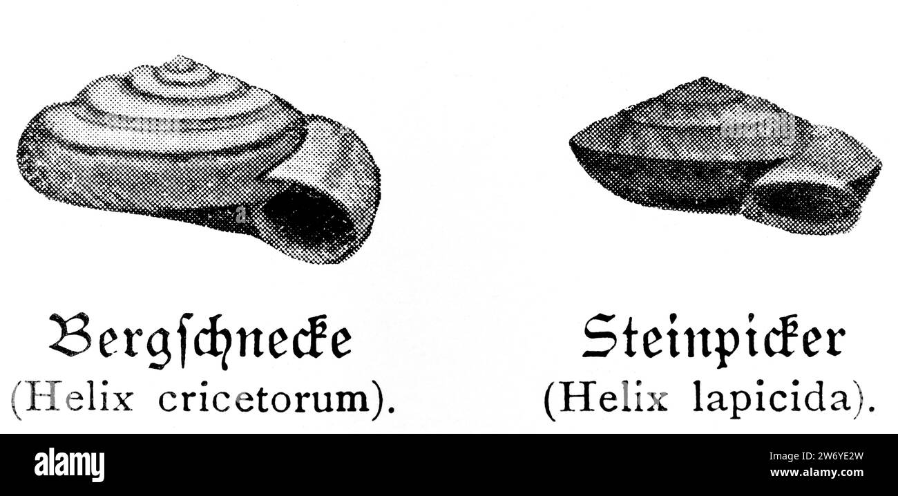 Lumache Bergschnecke (Helix cricetorum) und Steinpicker (Helix lapicida), Schleswig-Holstein, Germania del Nord, Europa Foto Stock