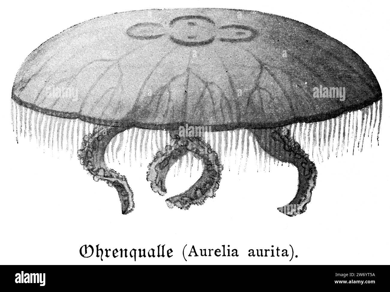 Meduse comuni (Aurelia aurita) o Ohrenqualle, Foto Stock