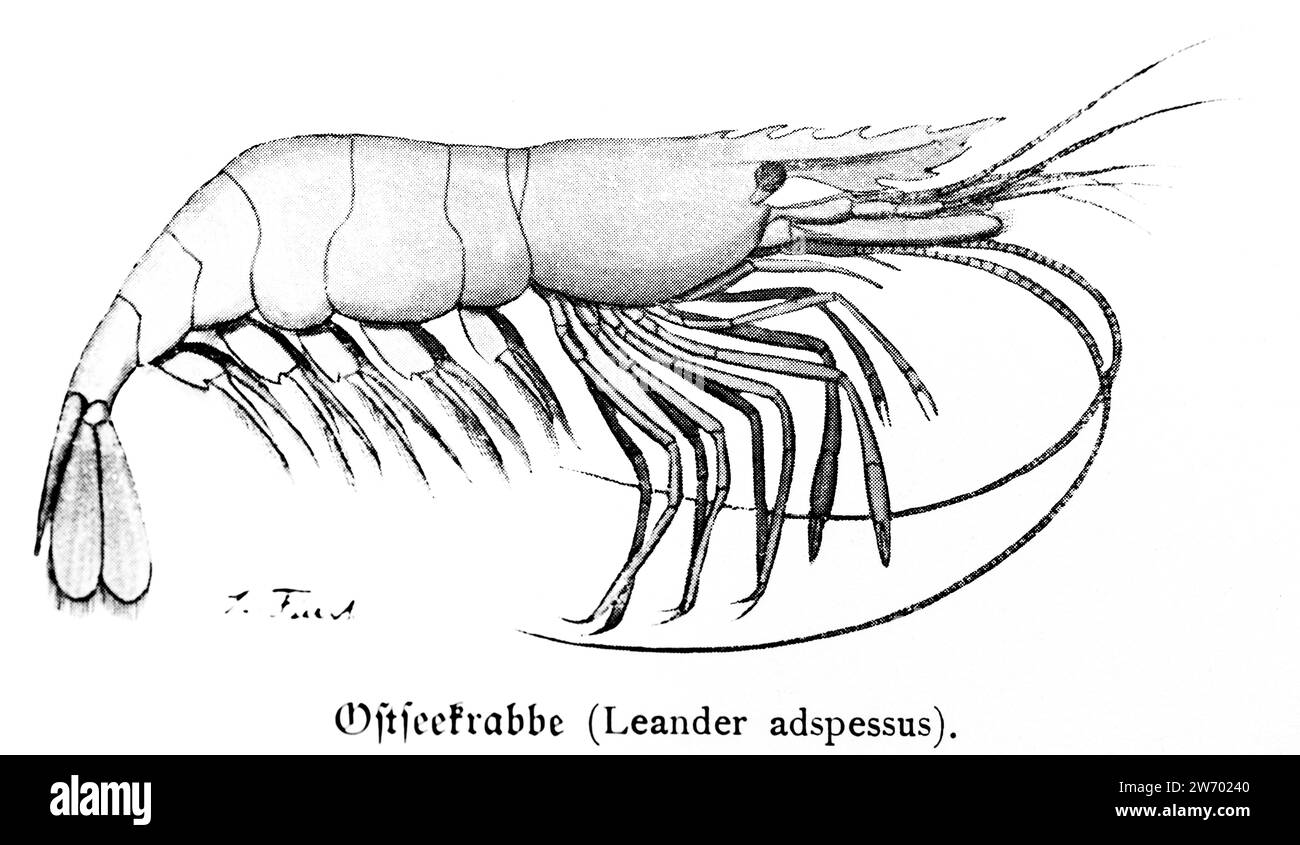 Gamberetti del Mar Baltico (Leander adspessus) o Ostseekrabbe, Foto Stock