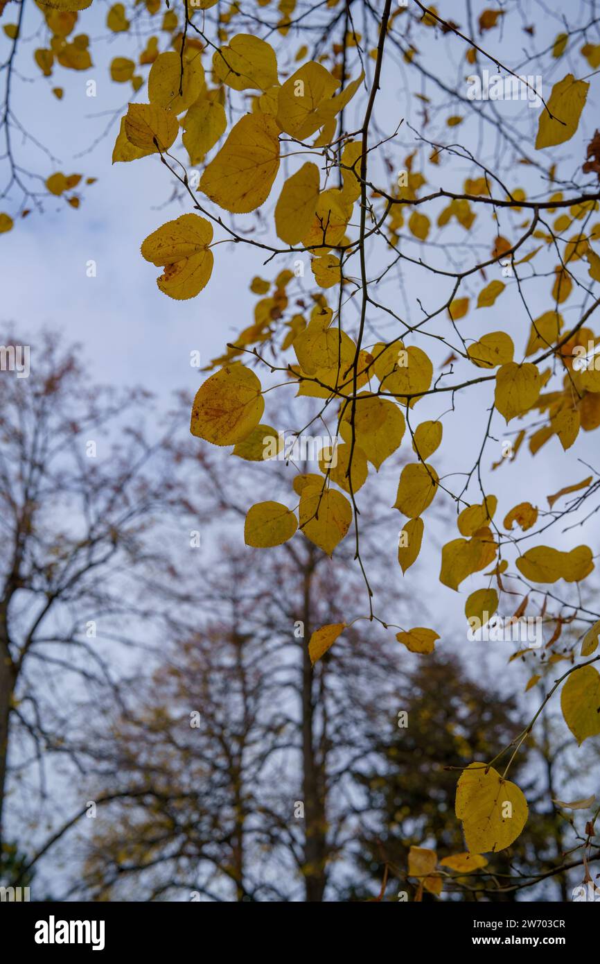 Buongiorno stagione autunnale Foto Stock