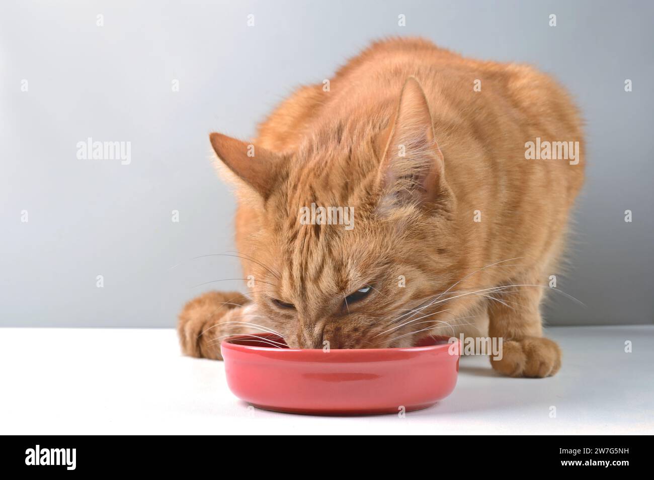 Primo piano del gatto dello zenzero che inizia a mangiare cibo per gatti su un piatto di ceramica rossa. Immagine orizzontale con messa a fuoco selettiva. Foto Stock
