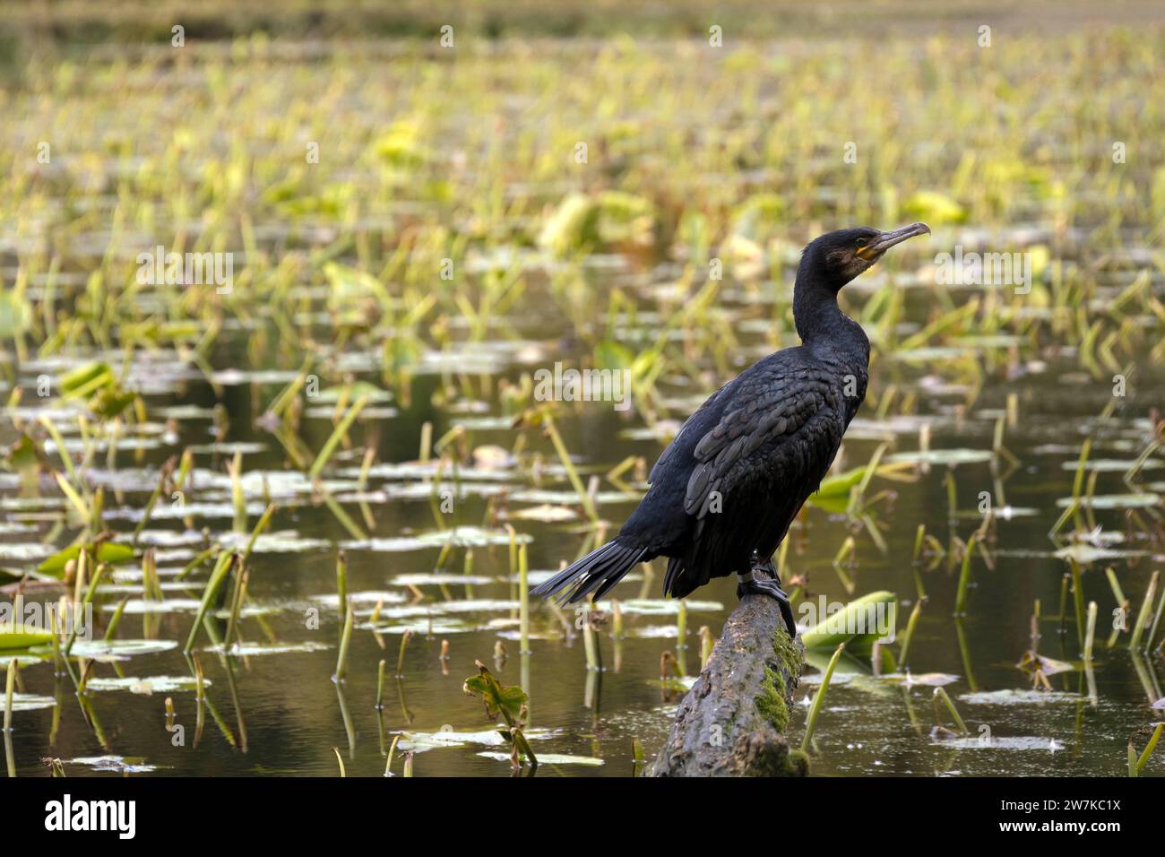 Cormorano nero allo Swan Pond, South Ayrshine, Scozia Foto Stock