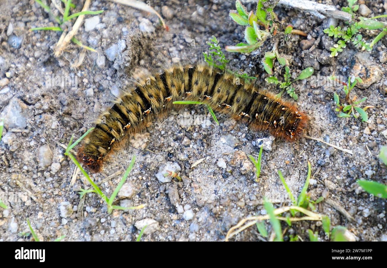 Oak Eggar Moth caterpillar, Inghilterra, Regno Unito Foto Stock