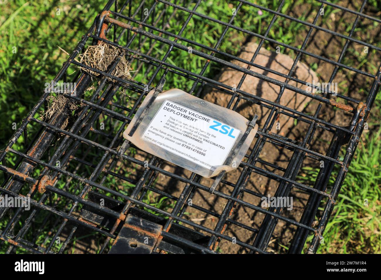 Una trappola di Badger per la distribuzione del vaccino di Badger e la vaccinazione di Badger da parte della Zoological Society of London (ZSL), Cornovaglia, Inghilterra sud-occidentale, Regno Unito Foto Stock