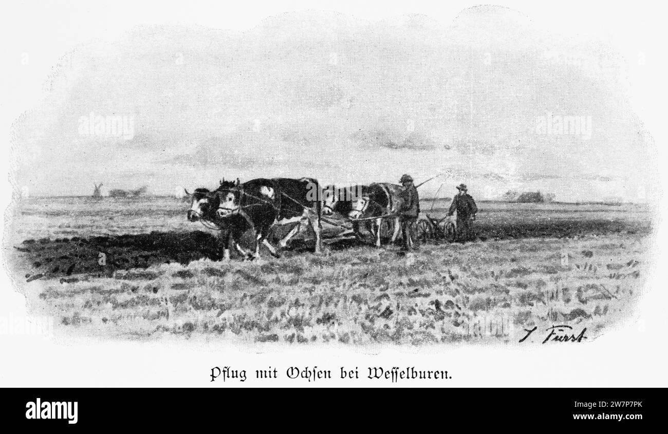 Agricoltore con bue e aratro sul suo campo, città di campagna Wesselburen, Dithmarschen, Schleswig-Holstein, Germania settentrionale, illustrazione storica 1896 Foto Stock