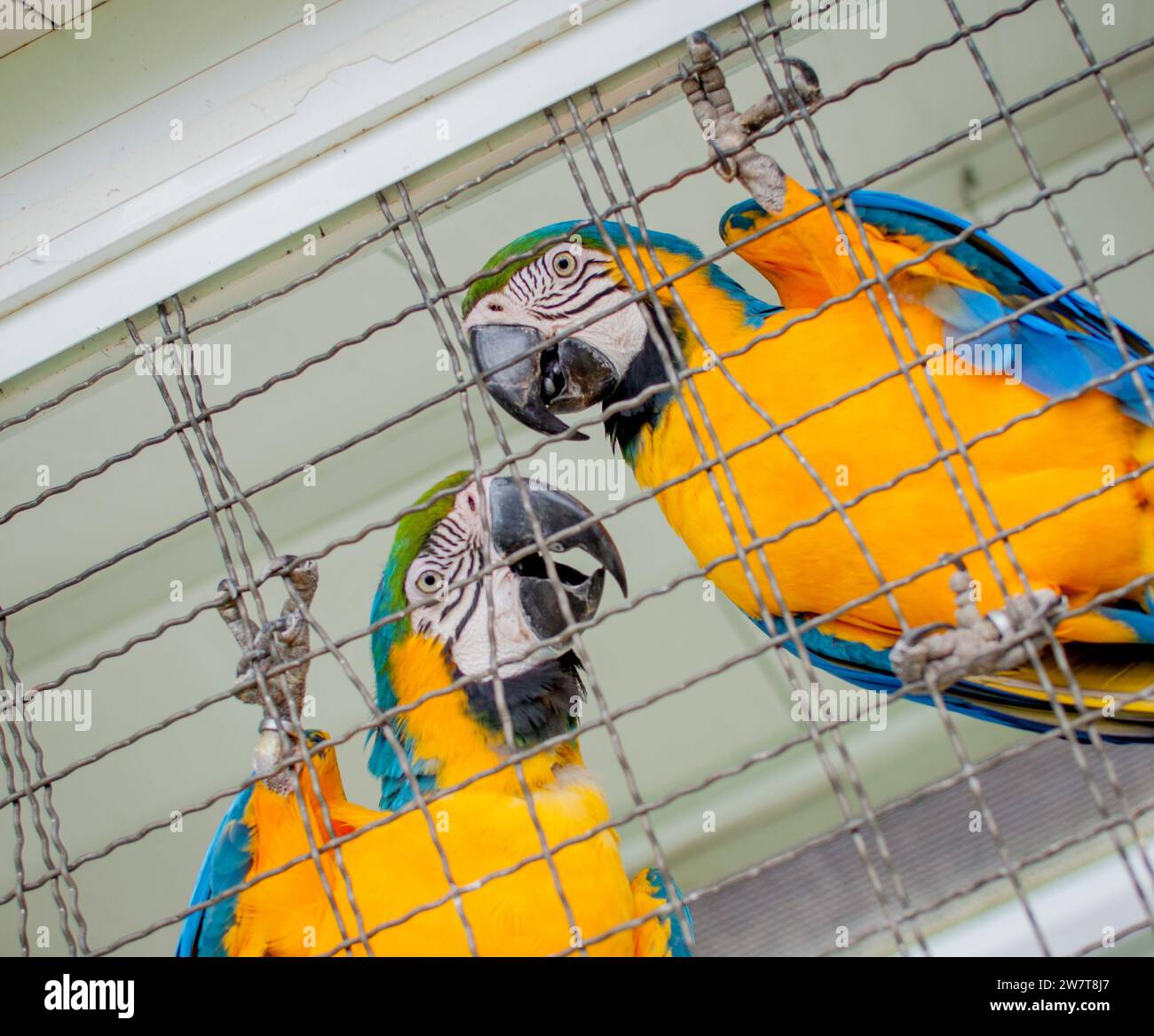 Ritratto di macaws blu Foto Stock