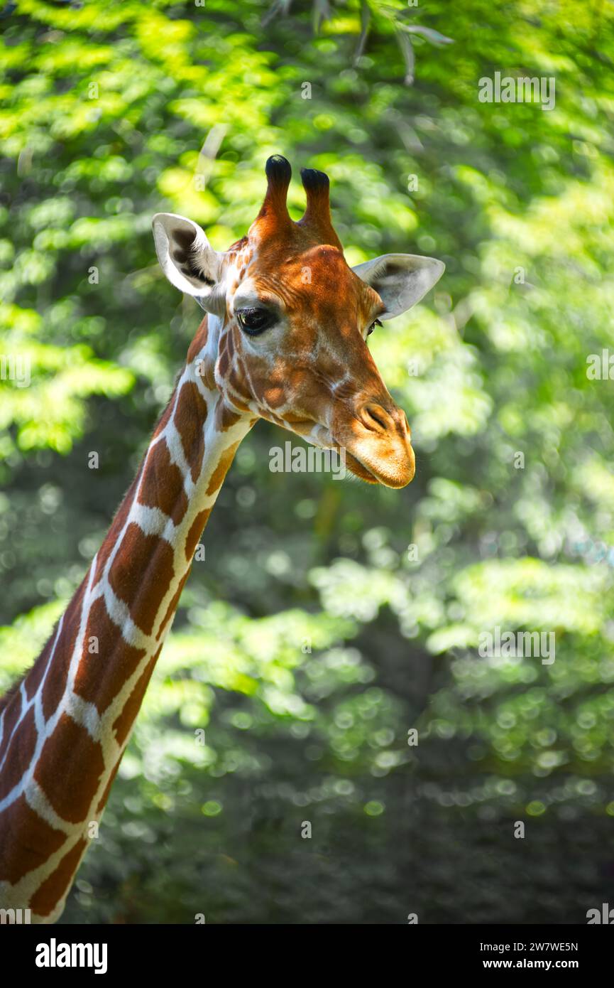 Collo lungo e testa di una giraffa sullo sfondo verde Foto Stock