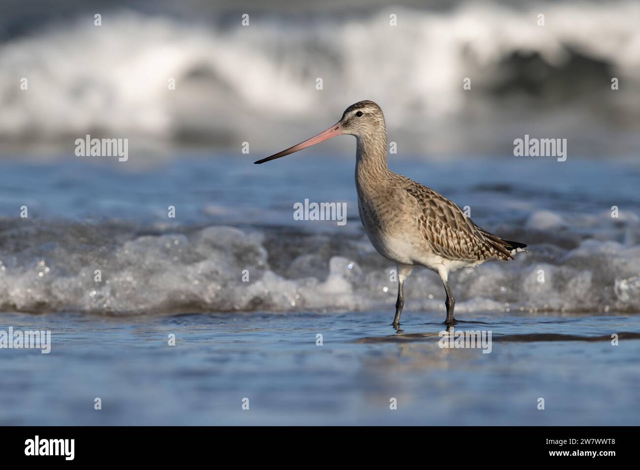 Godwit dalla coda da bar (Limosa lapponica) sulla costa del Northumberland Foto Stock