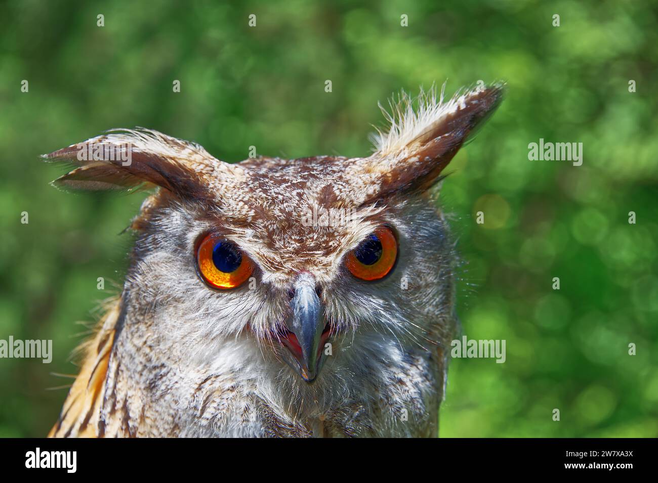 Colpo alla testa di un gufo sullo sfondo verde in una giornata di sole Foto Stock