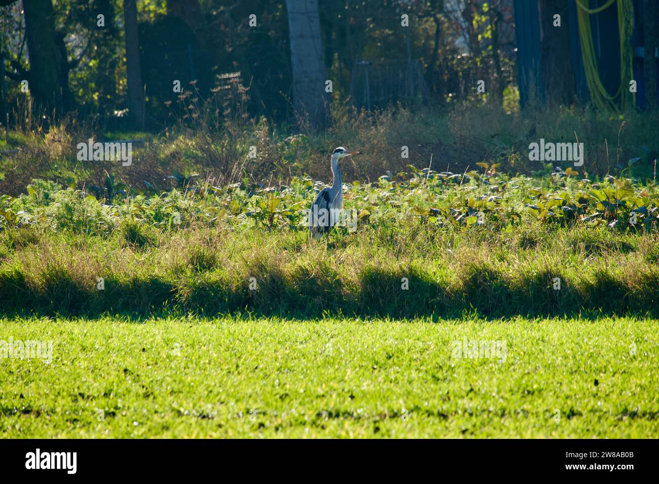 Heron grigio (Ardea cinerea), in cerca di cibo in un campo - Baden-Wuerttemberg, Germania Foto Stock