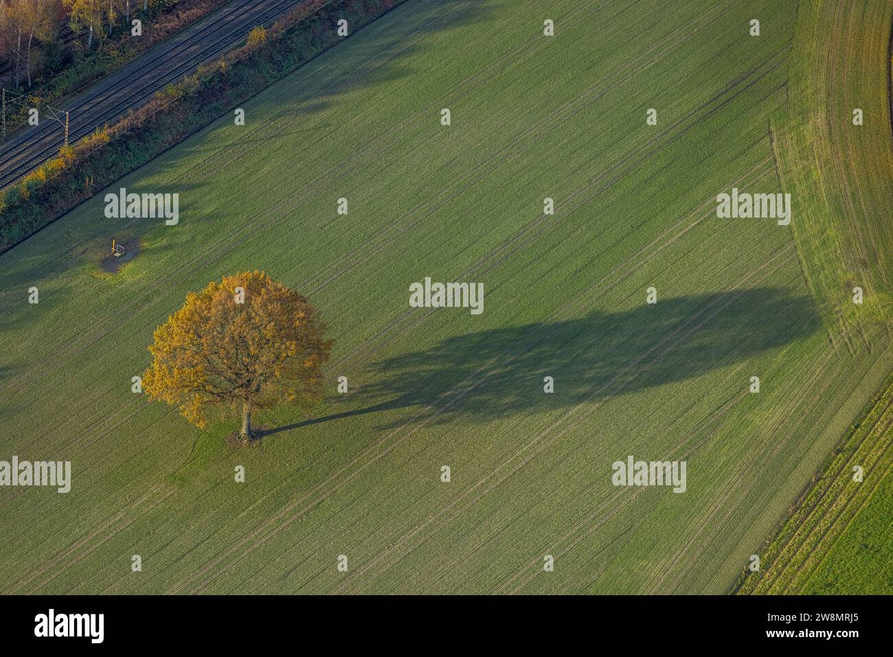 Vista aerea, albero con ombra alla luce della sera su un campo presso Schlosspark Wittringen, Ellinghorst, Gladbeck, Ruhr, Renania settentrionale-Vestfalia, Foto Stock