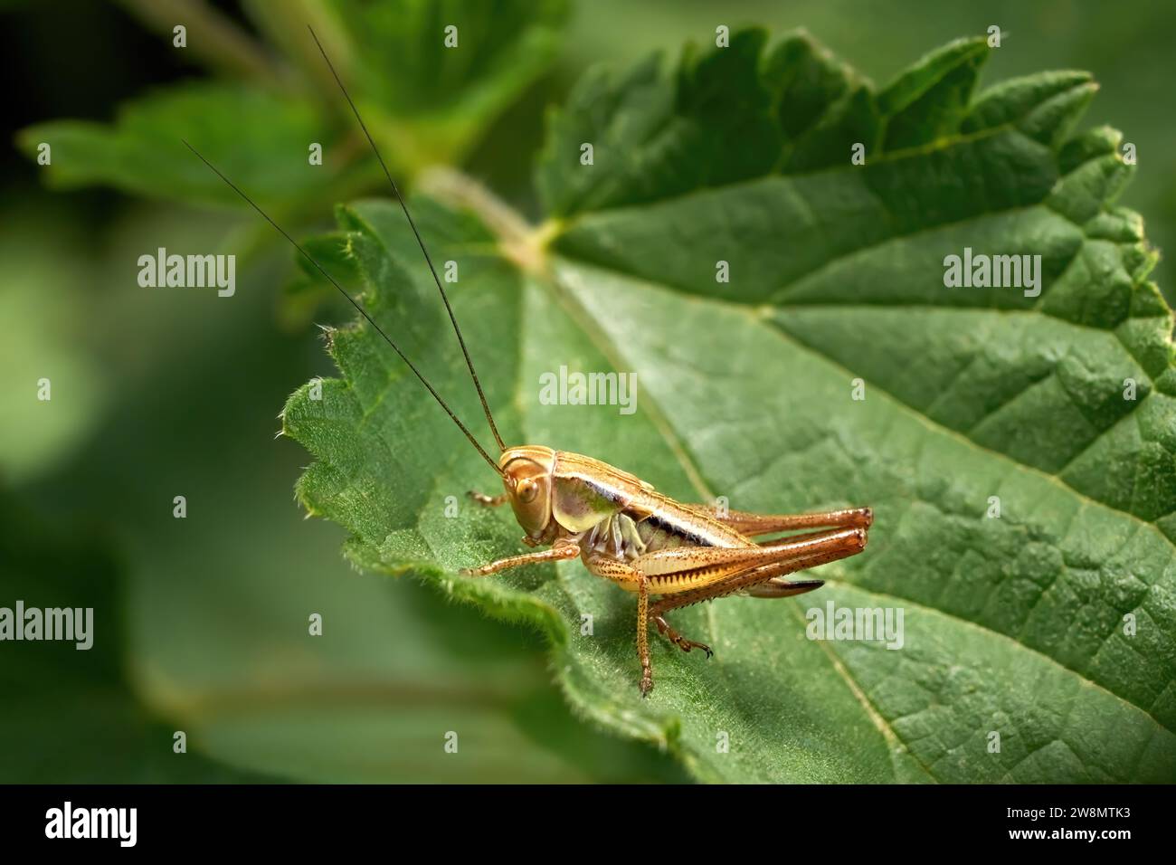 Ninfa femmina (Pholidoptera griseoaptera) nella vista laterale Foto Stock