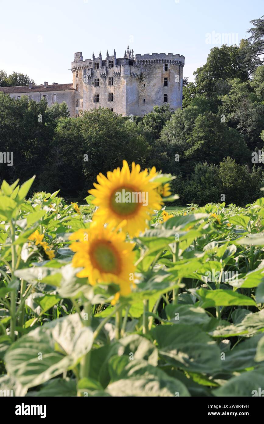 Campo di girasoli in fiore di fronte al Château de la Chapelle-Faucher nel Périgord Vert. Storia, architettura, patrimonio e turismo. La Chapelle Foto Stock