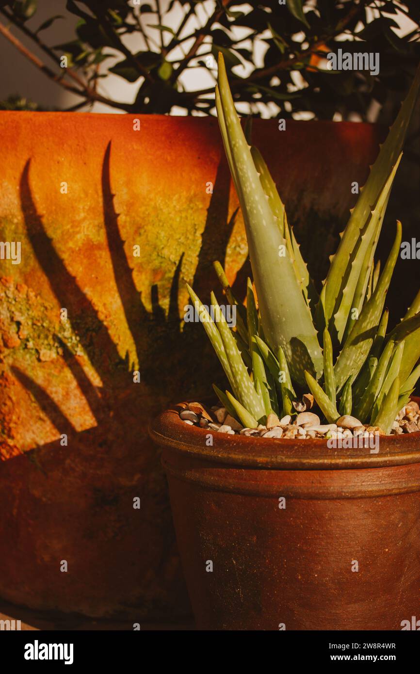 Foglie fresche di aloe vera verde in ceramica rossa tra le altre pentole di fiori in serra, giardino. Coltivare piante. Fiore in vaso. Hobby orticoltura. Foto Stock