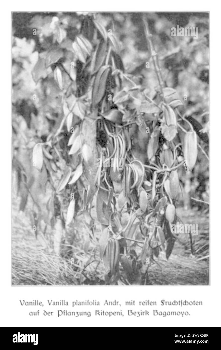 WOHLTMANN(1904) p089 Pflanzung Kitopeni, Bezirk Bagamoyo, Vanilleanbau. Foto Stock