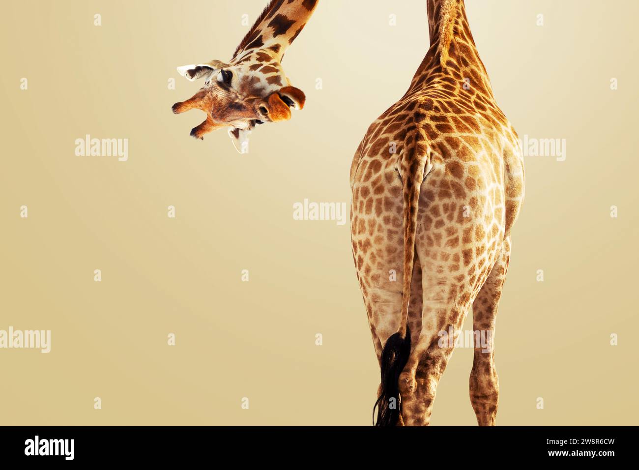 Giraffa creativa che guarda la fotocamera in basso su uno sfondo marrone, Vista posteriore. Idea creativa animale. Divertente Giraffa, concetto Foto Stock